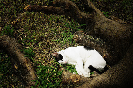 花园里的沉睡猫宠物动物睡觉时间图片