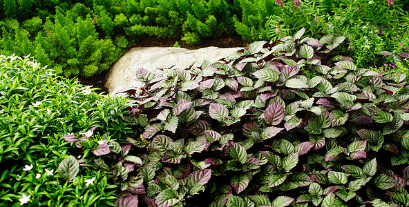 尼斯植物背景绿色植物群花园叶子公园图片