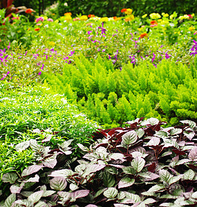 尼斯植物背景绿色叶子花园植物群公园图片