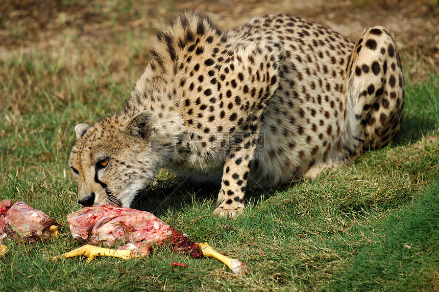 猎豹公园动物猎人食肉濒危国家鸟类速度生态哺乳动物图片