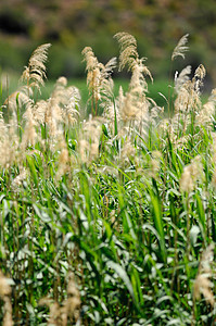 水 Reeds花园池塘季节植物群反射沼泽湿地美丽环境蓝色图片