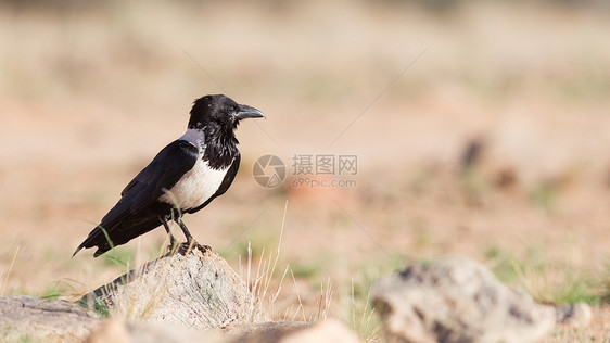 黑乌鸦动物群黑腿黑眼睛白色花斑账单岩石鸟类黑与白野生动物图片