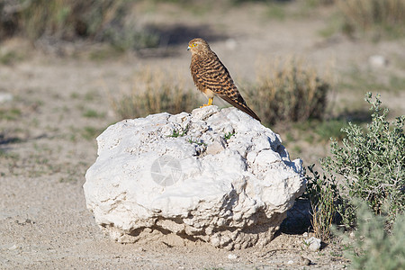 更大的 kestrel 花生胡萝卜红隼眼睛天空胭脂红蓝色羽毛猎鹰岩石公园动物图片