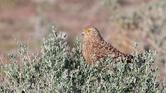 更大的 kestrel 花生胡萝卜荒野动物天空胭脂红羽毛公园蓝色翅膀生态红隼图片