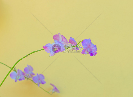 紫兰花宏观明信片兰花芳香花瓣绿色植物群紫色气候夹子图片