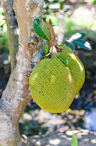 Jackfruit 杰克菲鲁特图片