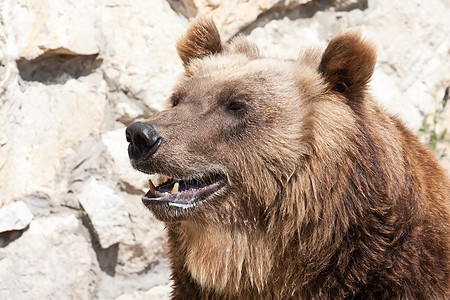 熊野生动物力量动物捕食者哺乳动物棕色男性动物园爪子荒野图片