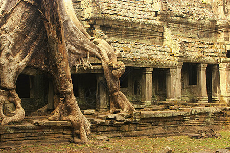 Preah Khan寺庙 柬埔寨暹粒吴哥地区梧桐树古董文明圣训植物建筑世界热带遗产丛林图片