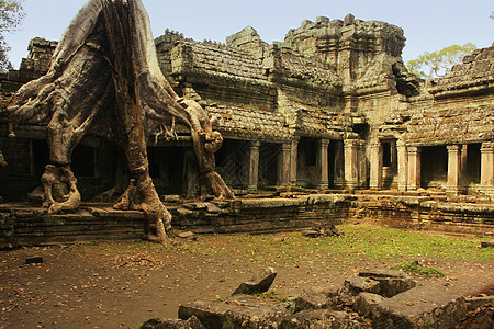 Preah Khan寺庙 柬埔寨暹粒吴哥地区梧桐树遗产高棉语热带木头文化建筑地标石头建筑学图片