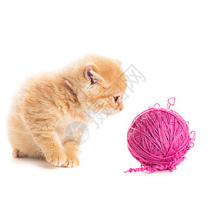 嬉皮小猫家庭成套工具紫色猫科爪子猫咪头发晶须动物背景图片