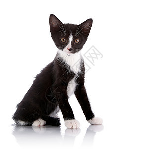 黑白小猫黑色晶须爪子农场乐趣耳朵哺乳动物脊椎动物宠物好奇心图片