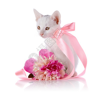 白猫带粉色胶带和小马的花朵乐趣爪子尾巴快乐毛皮脊椎动物婴儿动物眼睛耳朵图片