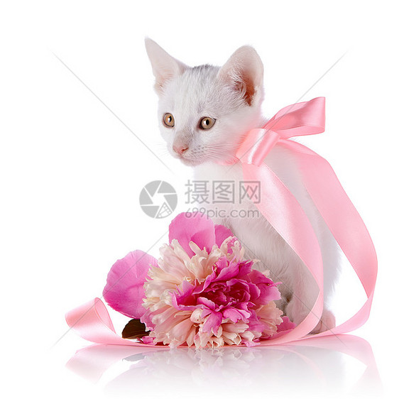 白猫带粉色胶带和小马的花朵乐趣爪子尾巴快乐毛皮脊椎动物婴儿动物眼睛耳朵图片