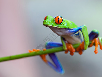 红眼青蛙宏观红色两栖眼睛野生动物绿色情调动物雨林树蛙图片