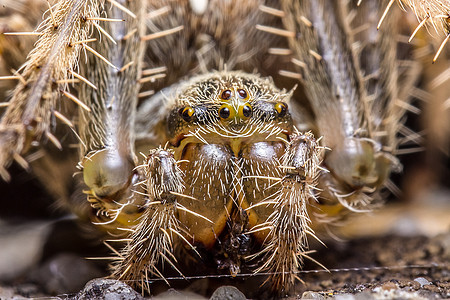 蜘蛛宏竞争女性花园野生动物织工斗争写作玉米荒野眼睛图片