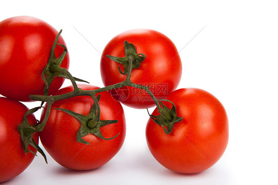 红西红番茄在树枝上图片