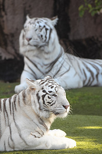 黑色和白条纹黑白老虎组织野生动物捕食者动物动物学白色眼睛荒野动物园图片