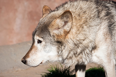 狼犬类荒野动物捕食者毛皮野生动物危险狼疮哺乳动物灰色图片