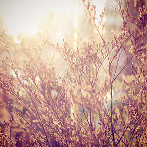 装饰干鲜花 具有反转过滤效应植物群死亡叶子乡愁花园正方形植物季节花束阳光图片