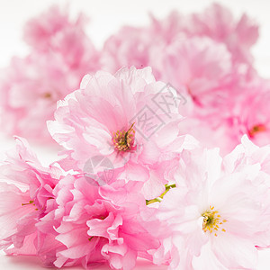 孤立的萨库拉植物学花瓣脆弱性叶子季节粉色压痛白色婚礼植物图片