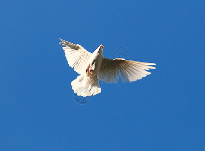 白鸽航班羽毛白色自由天空空气动物希望翅膀蓝色图片