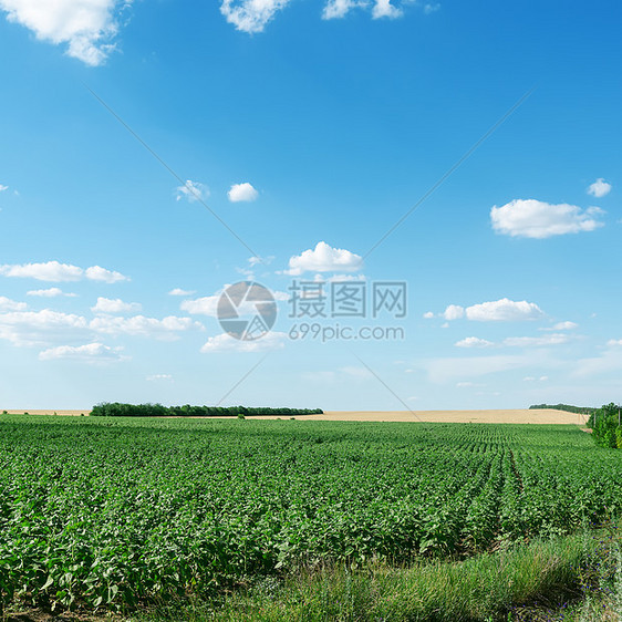 向向向向日葵和蓝天空绿地图片