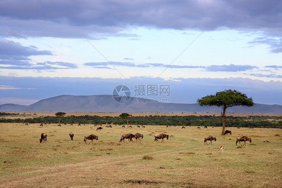 亚非非洲马萨西马拉树木全景旅行牛羚地标地方动物野生动物大草原目的地图片