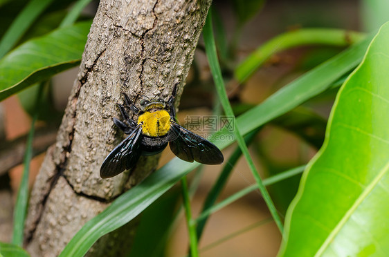 大自然中的木蜂害虫花粉黑色花蜜昆虫漏洞翅膀宏观木匠青虫图片