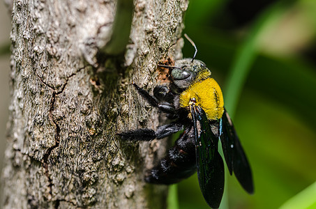 大自然中的木蜂花粉青虫漏洞翅膀花蜜昆虫木匠宏观黑色花园图片