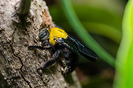 大自然中的木蜂黑色昆虫青虫宏观漏洞花园害虫翅膀花粉花蜜图片