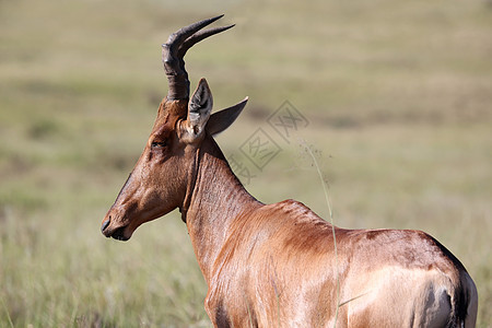 红哈特比最恒星羚羊荒野喇叭棕色动物红色哺乳动物野生动物大草原食草图片
