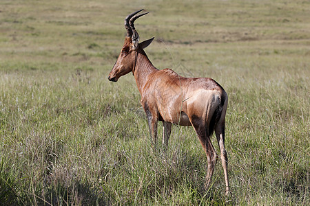红哈特比最恒星野生动物食草荒野警报动物棕色喇叭大草原红色羚羊图片