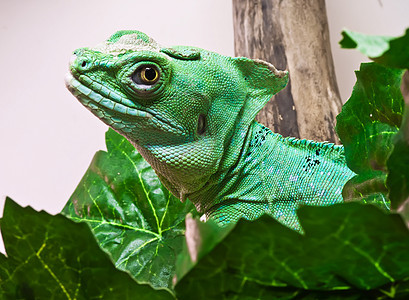 被掩埋的巴西里斯克蛇怪宠物绿色眼睛蜥蜴爬虫生物捕食者动物园荒野图片