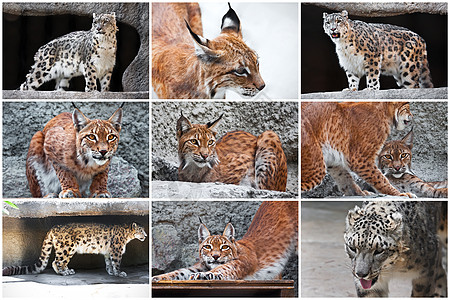 林克斯和雪豹外套眼睛食肉哺乳动物危险动物毛皮捕食者野猫野生动物图片