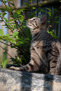 小猫条纹老虎哺乳动物动物宠物图片