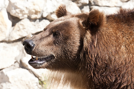 熊男性哺乳动物毛皮牙齿爪子野生动物荒野动物捕食者力量图片