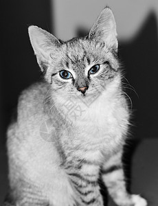 小猫白色宠物动物哺乳动物猫科条纹鼻子背景图片
