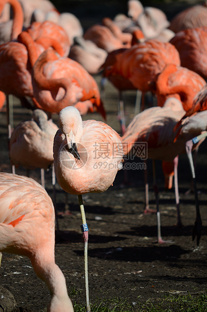 火烈鸟橙子羽毛粉色野生动物动物园动物异国情调图片