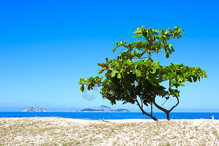 沙滩上一棵树图片