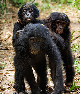 三只黑猩猩的幼崽图片