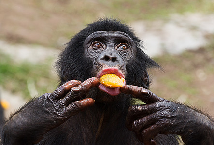 黑猩猩熊宝宝荇菜眼睛动物婴儿侏儒童年生物孩子幼兽野生动物图片