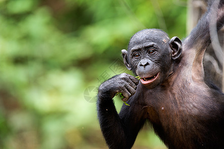 黑猩猩熊宝宝丛林动物荇菜哺乳动物濒危生物婴儿荒野野生动物幼兽图片