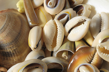 海壳壳螺旋甲壳虫骨骼石灰石甲壳坚果獠牙海鲜贝壳热带图片