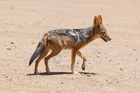 非洲沙漠中黑背的胡狼国家动物胚层黑头纳米布猎人荒野衬套栖息地捕食者图片