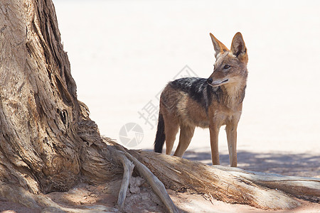 非洲沙漠中黑背的胡狼哺乳动物黑头衬套尾巴荒野动物纳米布捕食者猎人警报图片