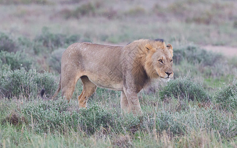 狮子在伊托沙雨平原上行走食肉猫科动物大草原哺乳动物女性游戏旅游树木动物国王图片