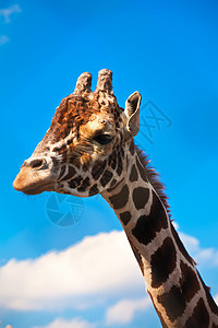 吉拉菲天空棕色耳朵荒野动物园动物蓝色食草脖子热带图片