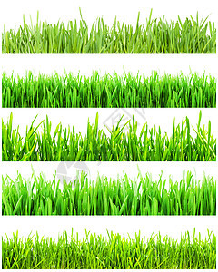 绿草院子草地活力园艺植物土地刀刃绿色场地牧场图片