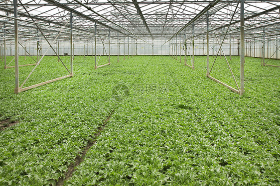 玻璃厂中的生长植物和植物培育食物市场技术房子玻璃蔬菜农业园艺沙拉图片