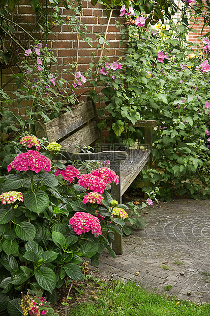 带长椅和花板的乡村式花园粉色花朵夏园杂草绿色院子生长荒野植物后院图片